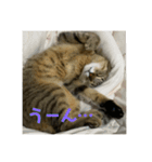 モカカモスタンプ（個別スタンプ：15）