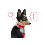 シェルティトライ❤︎（個別スタンプ：1）