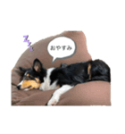 シェルティトライ❤︎（個別スタンプ：2）