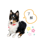 シェルティトライ❤︎（個別スタンプ：5）