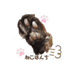 Everyday of cat's①（個別スタンプ：2）