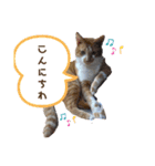 Everyday of cat's①（個別スタンプ：3）