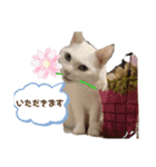 Everyday of cat's①（個別スタンプ：4）