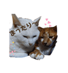 Everyday of cat's①（個別スタンプ：5）