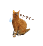 Everyday of cat's①（個別スタンプ：6）