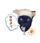 Everyday of cat's①（個別スタンプ：7）