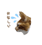 Everyday of cat's①（個別スタンプ：8）