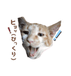 Everyday of cat's①（個別スタンプ：9）