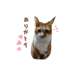 Everyday of cat's①（個別スタンプ：10）