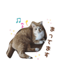 Everyday of cat's①（個別スタンプ：11）