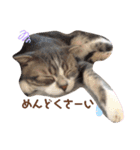 Everyday of cat's①（個別スタンプ：12）