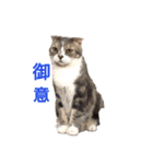 Everyday of cat's①（個別スタンプ：13）