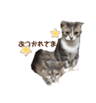 Everyday of cat's①（個別スタンプ：14）