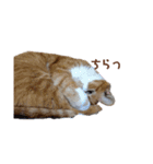 Everyday of cat's①（個別スタンプ：15）