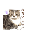 Everyday of cat's①（個別スタンプ：16）