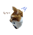 Everyday of cat's②（個別スタンプ：1）
