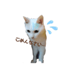 Everyday of cat's②（個別スタンプ：2）