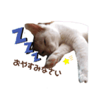 Everyday of cat's②（個別スタンプ：3）