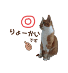 Everyday of cat's②（個別スタンプ：4）