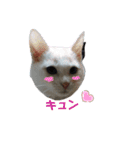 Everyday of cat's②（個別スタンプ：5）