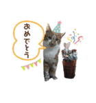 Everyday of cat's②（個別スタンプ：7）