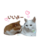 Everyday of cat's②（個別スタンプ：8）