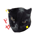 Everyday of cat's②（個別スタンプ：9）