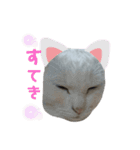 Everyday of cat's②（個別スタンプ：10）
