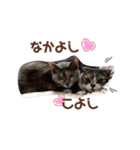 Everyday of cat's②（個別スタンプ：11）