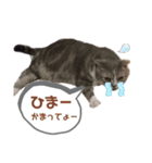 Everyday of cat's②（個別スタンプ：12）