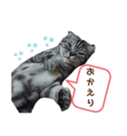 Everyday of cat's②（個別スタンプ：13）
