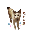 Everyday of cat's②（個別スタンプ：14）
