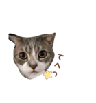 Everyday of cat's②（個別スタンプ：16）