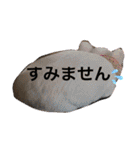 わんわんわんわん1（個別スタンプ：5）