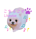 わんわんわんわん1（個別スタンプ：7）