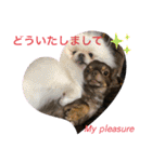 わんわんわんわん1（個別スタンプ：8）