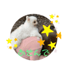 わんわんわんわん1（個別スタンプ：15）