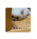 わんわんわんわん1（個別スタンプ：18）