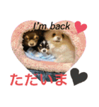 わんわんわんわん1（個別スタンプ：20）