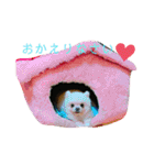 わんわんわんわん1（個別スタンプ：21）