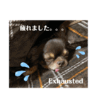 わんわんわんわん1（個別スタンプ：25）
