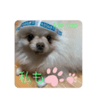 わんわんわんわん1（個別スタンプ：26）