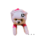 わんわんわんわん1（個別スタンプ：30）