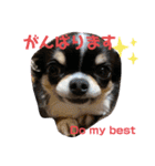 わんわんわんわん1（個別スタンプ：33）