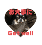 わんわんわんわん1（個別スタンプ：40）