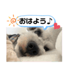 シュナのサニーちゃん♀と黒豆くん♂（個別スタンプ：1）