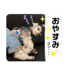シュナのサニーちゃん♀と黒豆くん♂（個別スタンプ：2）