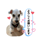 シュナのサニーちゃん♀と黒豆くん♂（個別スタンプ：3）