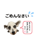 シュナのサニーちゃん♀と黒豆くん♂（個別スタンプ：4）