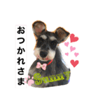 シュナのサニーちゃん♀と黒豆くん♂（個別スタンプ：5）